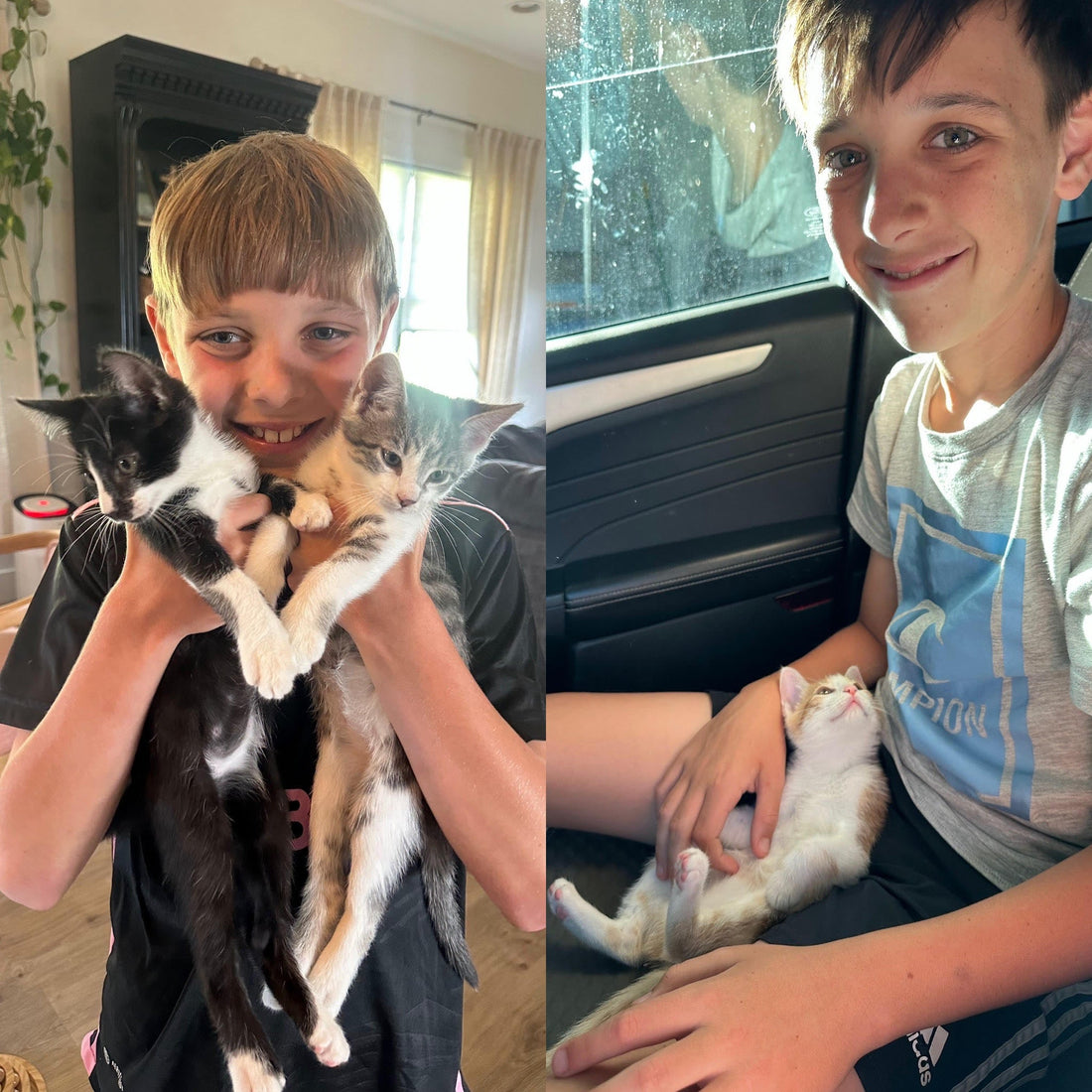 TCG Boom, kittens, and Store/Life Update